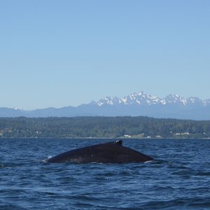 Media 'Spotted this lone humpback whale just as I was returning to port in Edmonds.  He was a bugger to get a photo of! Would disappear for 5+ minutes at a time.' in album 'Launched at Edmonds Marina, ready to head out on a Saturday morning.'
