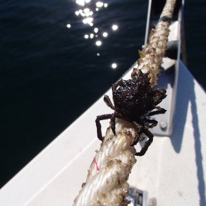 Hitching a ride!