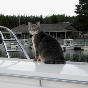 Molly on top of the boat, checking out the action