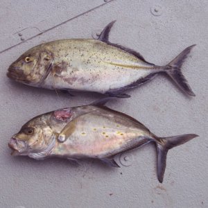 Media '(orfelia) Spear fishing spoils' in album '(orfelia) At home'