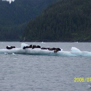 Sea Otter's Columbia Bay