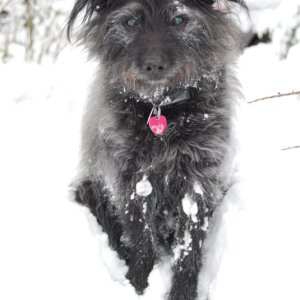 Media 'WicketTheSnowDog.jpg' in album 'WicketTheSnowDog.jpg'