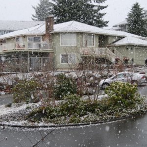 Media 'BigFlakes1.jpg' in album 'WicketTheSnowDog.jpg'