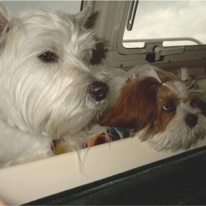 (TyBoo) The dogs fit on the shelf!