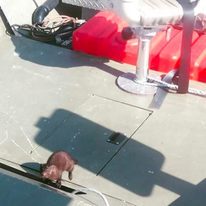 This guy was checking out empty boats in Hoonah