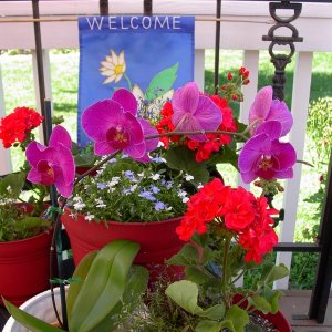 (Sea Wolf) Flowers from my wife, Cathy, the Gardner