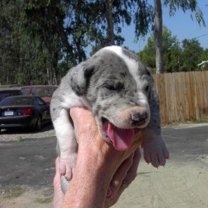 Misty (Great Dane) at 5. weeks