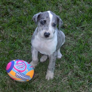 (Sea Wolf) Misty at 7 weeks.