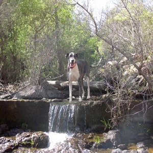 Our Great Dane, Misty, playing in the stream's waterfall.