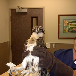 My rescued Osprey at the Vet\'s for a check out!