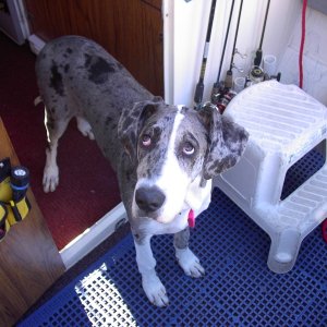 Misty on the Dri-Deck and carpet