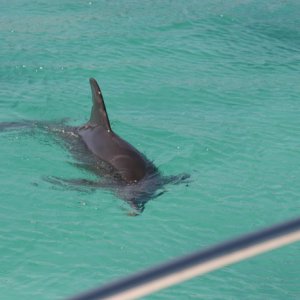 Dolphin2