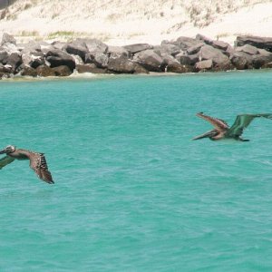 Pelicans