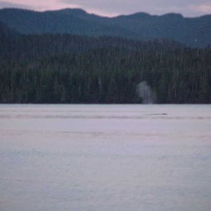 Media '(BOMBERO) 
sept 05
humpback whales
smith inlet, british columbia, canada' in album '(BOMBERO) APRIL 27, 2005....4 SPRINGS CAUGHT IN 16 ANGLER, PENDER HARBOUR B.C. CANADA'