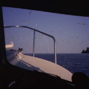 Birds at Cape Resurrection, AK