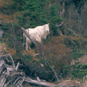 Hornless mountain goat - Prince William Sound, AK