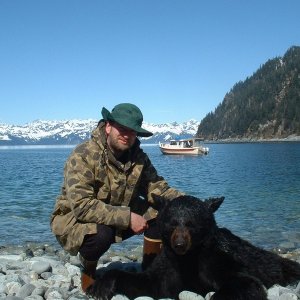 Spring black bear - Prince William Sound, AK