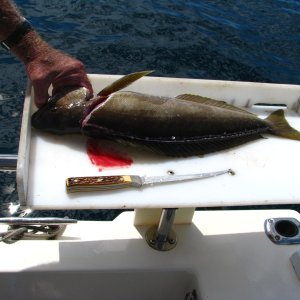 Media 'Filleting fish' in album 'Brent resting at Marina Del Rey'