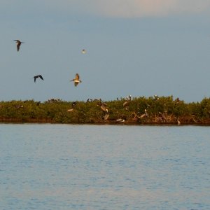 The North Islands are mostly rookeries, posted to protect the birds.