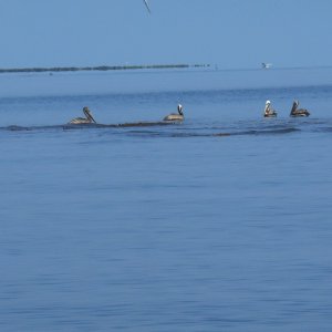 Fishing under the birds. You can see the fry puddling on the surface.