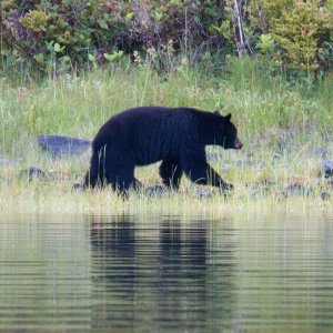 I was watching schools of bait fish winding around in the cove and didn't see him come out of the woods. The first night's anchorage turned out to be a popular promenade. This one had just come from the beauty parlor.