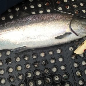 I was hoping for something bigger based on the size of my lure.  Oh well, I'll take it.