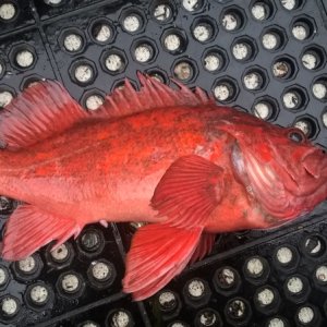 A canary rockfish.