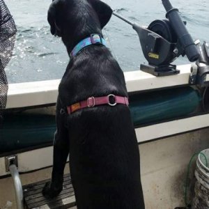 Penny watching the rods