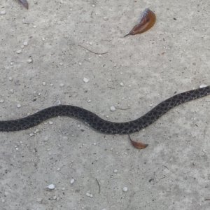 3.) Pygmy Rattlesnake at Hontoon