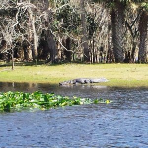18.) St. Johns River local