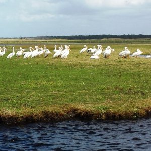 21.) White Pelicans on the Econlockhatchee River