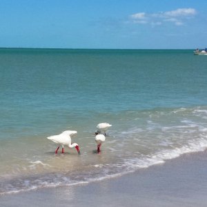 33.) Ibis feeding at Cayo Costa beach.
