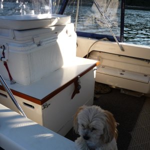 The box behind our pup "CoCo" is a great storage area for the 2 hp honda and lots of the other stuff you carry with you on trips. It's well vented, secure, and opens either in the front or the top. The cooler lives on top and is double wrapped with hot water tank "bubble wrap" insulation. We start out a trip with a large ice water container that keeps for 10-12 days. Then we use the water for drinking.