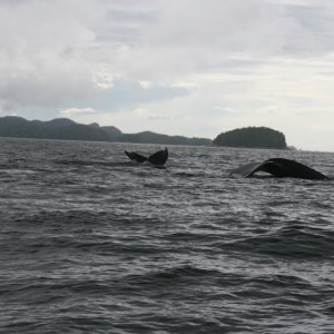 Humpbacks Rivers Inlet