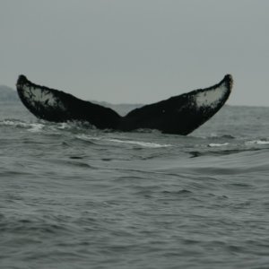 Enjoying time with Humpback Whales in the Hakai area.