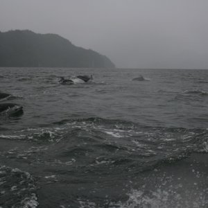 White Sided Dolphins