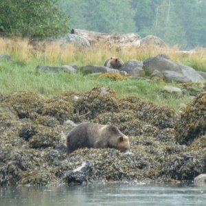 Glendale Grizzley's