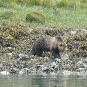 Glendale Grizzley's