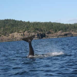 Jedediah Island Orca's