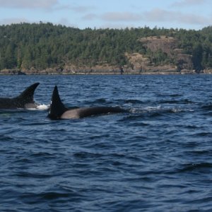 Jedediah Island Orca's