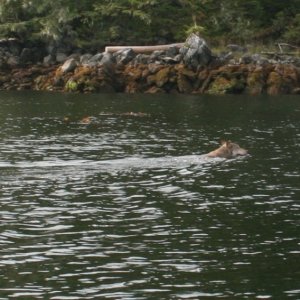 Coastal Wolf in Queen Charlotte Sound. We saw 2 wolf's swimming together ahead of us that day. They swim very fast, you can see by the wake behind it. The one ahead of this large adult was that year's pup and it had made it to shore before this adult.