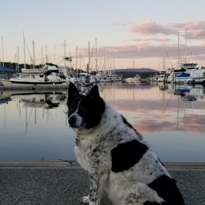 shadow friday harbor