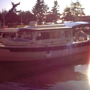 C-Puffin at Blakely Island July 17, 2004