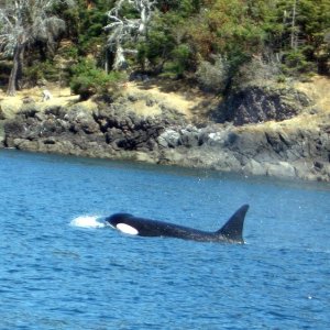 (Patty Anderson) Da Whale Pic
