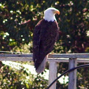 (Pat Anderson) Mr. Eagle on Rail at Deer Harbor