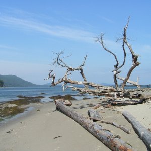 (Pat Anderson) Seascape, Cabbage Island, BC