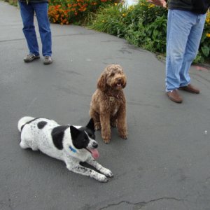 Teddi & Shadow 
We'll be good, we promise!