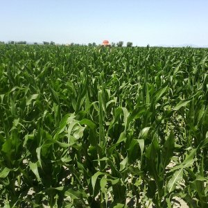 Corn 4th of July 2015