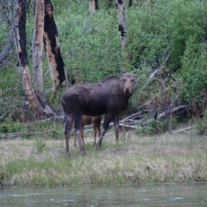 First moose we saw