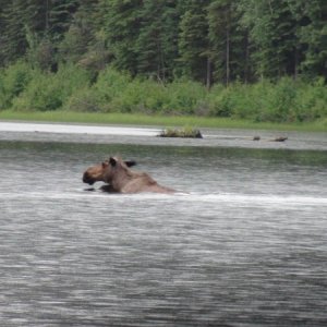 Moose at our anchorage in Flanigan\'s Slough 378 miles down river